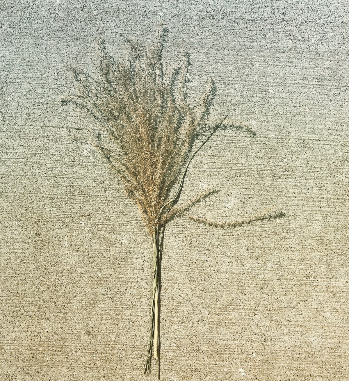 a bit of beauty found on the sidewalk 